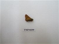 藏品(朝鮮產弄蝶)的圖片